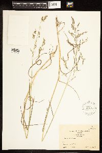 Poa palustris image