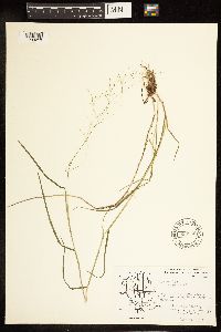 Poa palustris image