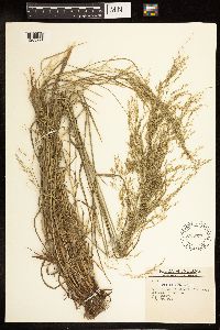 Poa palustris image