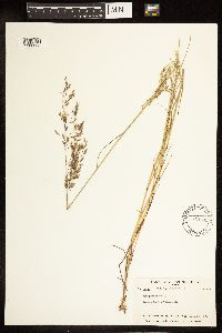 Poa palustris image
