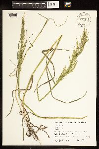 Poa palustris image