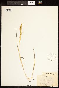 Poa palustris image