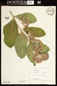 Image of Asclepias syriaca