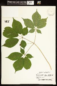 Media resource of Panax quinquefolius