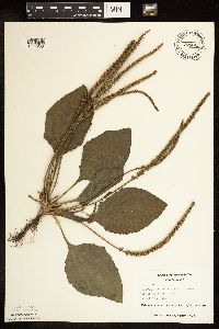 Plantago major image