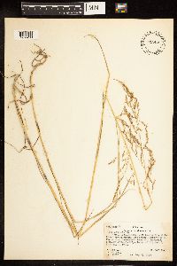 Poa palustris image