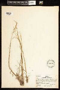 Poa palustris image