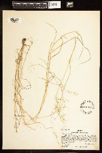 Poa palustris image
