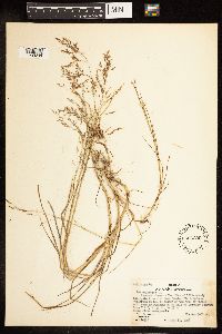 Poa palustris image