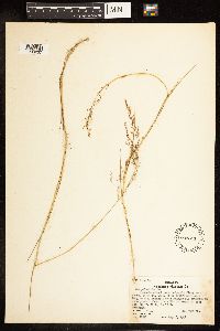Poa palustris image