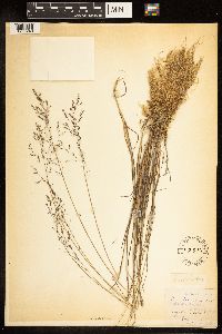 Poa palustris image