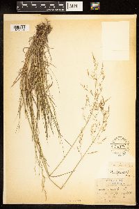 Poa palustris image
