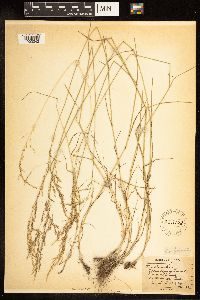 Poa palustris image