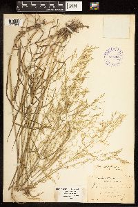 Poa palustris image