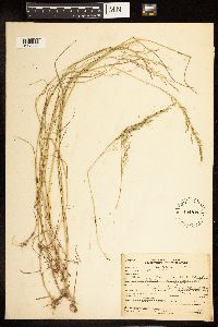 Poa palustris image
