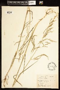Poa palustris image
