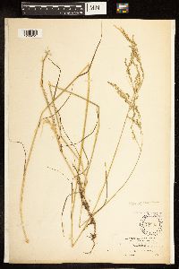 Poa palustris image