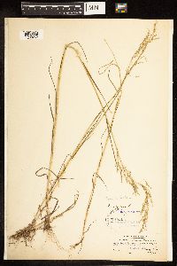 Poa palustris image
