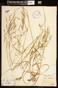 Poa palustris image