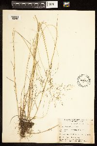Poa palustris image