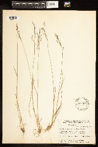 Poa palustris image