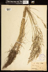 Poa palustris image