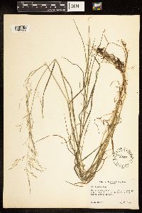Poa palustris image