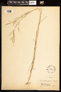 Poa palustris image