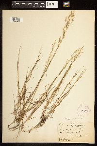 Poa palustris image