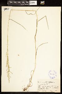 Poa palustris image