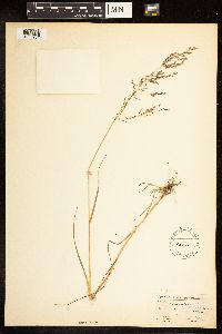 Poa palustris image