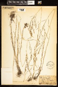 Poa palustris image