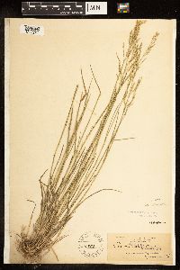 Poa palustris image
