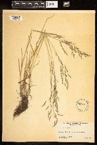 Poa palustris image