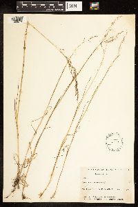 Poa palustris image