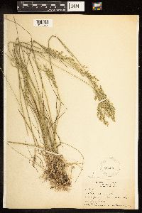 Poa palustris image