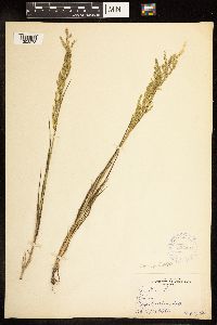 Poa palustris image