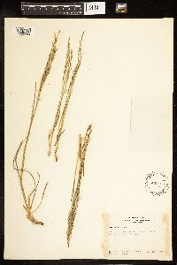 Poa palustris image
