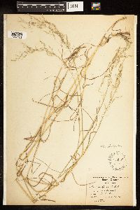 Poa palustris image