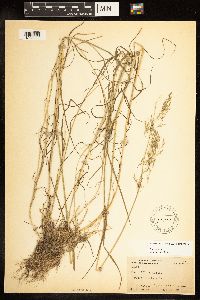 Poa palustris image