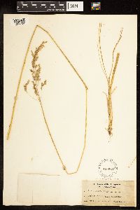 Poa palustris image