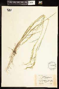 Poa palustris image