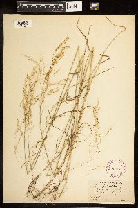 Poa palustris image