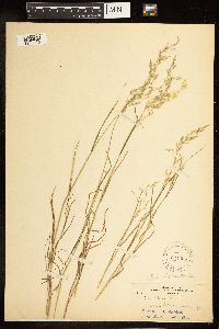 Poa palustris image