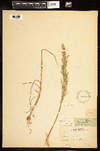 Poa palustris image