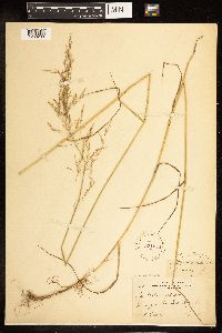 Poa palustris image