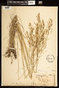 Poa palustris image