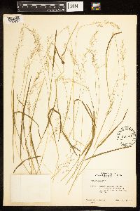 Poa palustris image