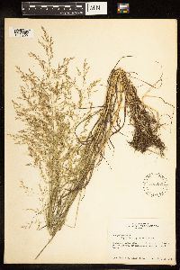 Poa palustris image