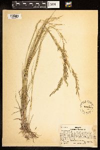 Poa palustris image